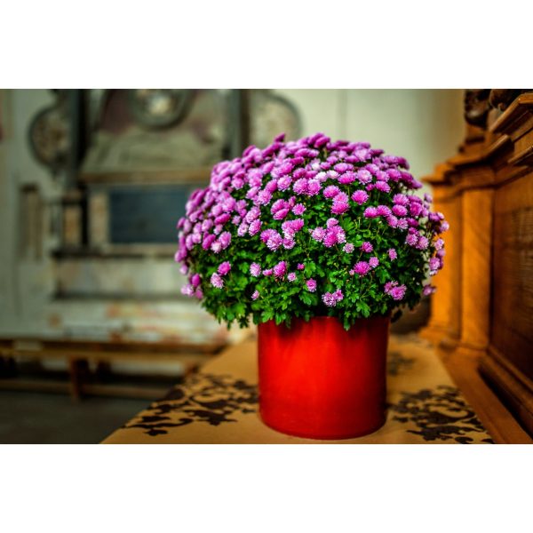 Expert Gardener 3.0QT Pink Mum Live Plant in Grower Pot