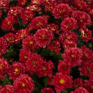 154daa1c-f533-4176-88e0-47eddd4ca00f.fa50a7c05128a4a914a1ed6003ba8b4a.jpeg Expert Gardener 3QT Red Mum Live Plant in Grower Pot, Full Sun
