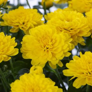 37532a53-ece1-4178-8f42-70d5602ba951.d06871454cc8f6f25e0db6645583500b.jpeg Expert Gardener 12 Inch Yellow Chrysanthemum Live Fall Plant 3.0QT Grower's Pot Mon 2-Pack Easy to Grow