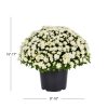 Expert Gardener 3QT White Mum Live Plant in Grower Pot, Full Sun