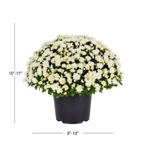 5cbf3dff-6124-4c4e-8fb2-9181f7eb6593.3a868a7569480eecd09f5f3efa12f990.jpeg Expert Gardener 3QT White Mum Live Plant in Grower Pot, Full Sun