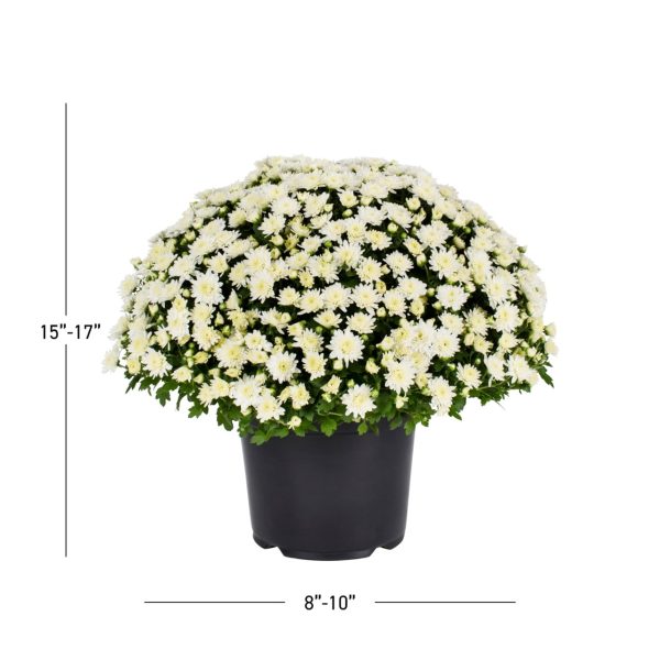 Expert Gardener 3QT White Mum Live Plant in Grower Pot, Full Sun