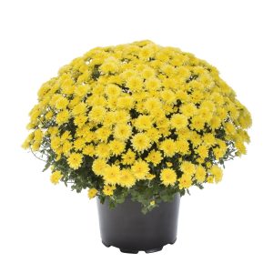 67d82493-1881-4423-9764-0871b76d55b5.76e4759c1c61aa21bf4ff296cc007022.jpeg Expert Gardener 12 Inch Yellow Chrysanthemum Live Fall Plant 3.0QT Grower's Pot Mon 2-Pack Easy to Grow