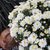 Expert Gardener 3QT White Mum Live Plant in Grower Pot, Full Sun