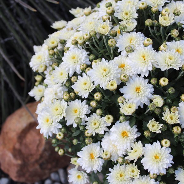 Expert Gardener 3QT White Mum Live Plant in Grower Pot, Full Sun