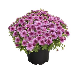 Expert Gardener 3.0QT Pink Mum Live Plant in Grower Pot