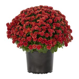 Expert Gardener 3QT Red Mum Live Plant in Grower Pot, Full Sun