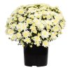 Expert Gardener 3QT White Mum Live Plant in Grower Pot, Full Sun