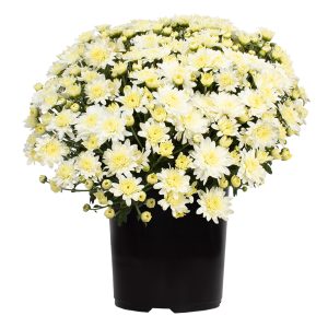 Expert Gardener 3QT White Mum Live Plant in Grower Pot, Full Sun