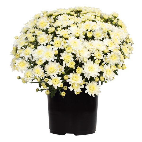 Expert Gardener 3QT White Mum Live Plant in Grower Pot, Full Sun