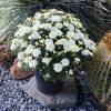 Expert Gardener 3QT White Mum Live Plant in Grower Pot, Full Sun