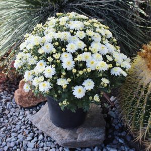 b966f0c2-d4ec-42e5-b3c8-9537b0313f29.c23d0779d806ee56f57b93e4d2c03ed9.jpeg Expert Gardener 3QT White Mum Live Plant in Grower Pot, Full Sun