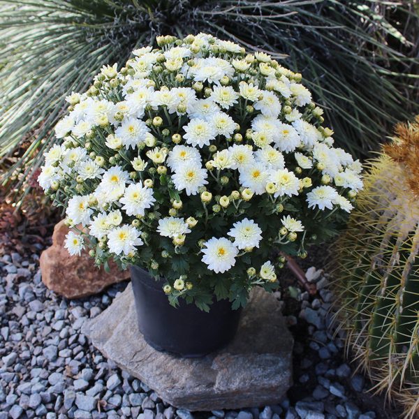 Expert Gardener 3QT White Mum Live Plant in Grower Pot, Full Sun