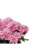Expert Gardener 3.0QT Pink Mum Live Plant in Grower Pot