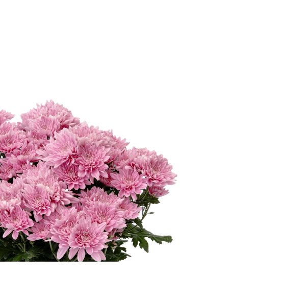 Expert Gardener 3.0QT Pink Mum Live Plant in Grower Pot