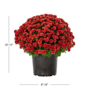 d962939b-6a1c-445a-ae10-36e7d993b99d.cb6b0f3fa167640bf5ef884faf31b012.jpeg Expert Gardener 3QT Red Mum Live Plant in Grower Pot, Full Sun