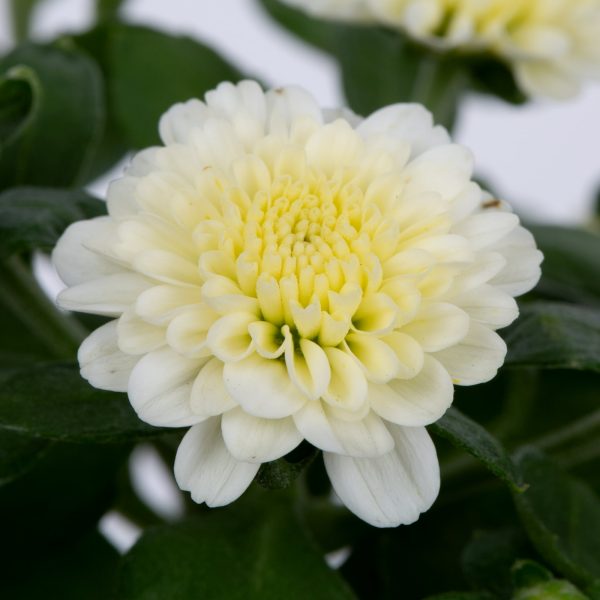 Expert Gardener 3QT White Mum Live Plant in Grower Pot, Full Sun